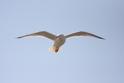 IMG_9305 Herring Gull.JPG